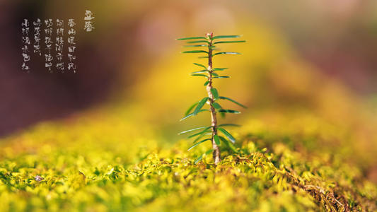 立春节·2月3日—5日出生的人是什么命 立春出生命运！(图文)