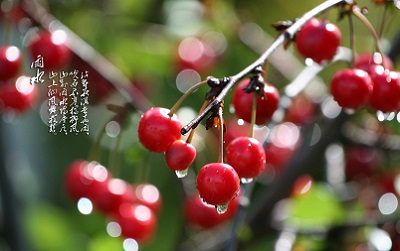 雨水节气有什么物候特征？2020年雨水财神方位查询(图文)