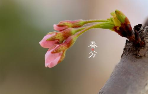 2020年春分之日的相合属相查询 有什么运势？(图文)