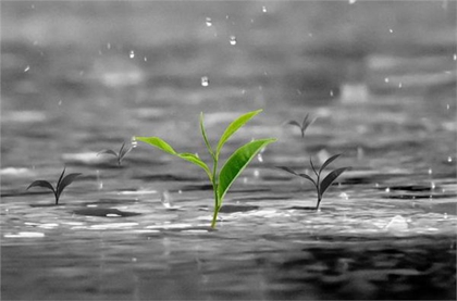 2020年雨水节气出生的男孩命硬吗,2月19日雨水出生星座！(图文)