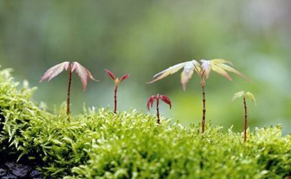 2020年二月十九植树节可以理发吗,关于植树节的标语解析！(图文)