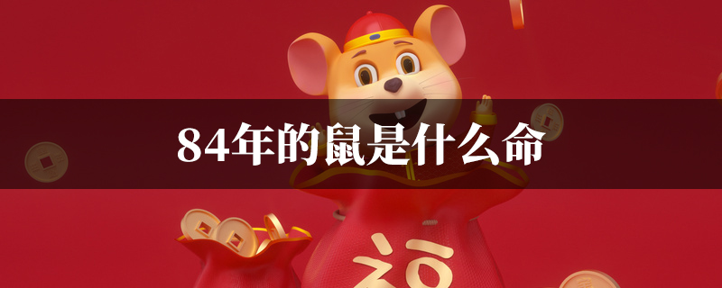 84年的鼠是什麽命