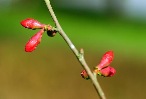 属猴的人阳历2月3日—2月5日立春出生是水瓶座吗?(图文)