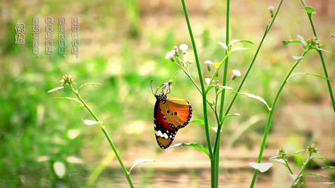 惊蛰节气要吃什么 为什么惊蛰要吃梨?(图文)