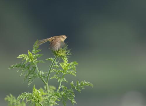 惊蛰节气之日不能吃什么 有何饮食禁忌？(图文)