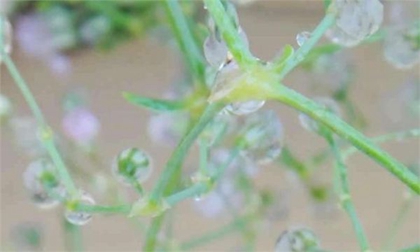 2020年今日雨水出生鼠宝宝是喜火命吗,雨水出生什么星座？(图文)