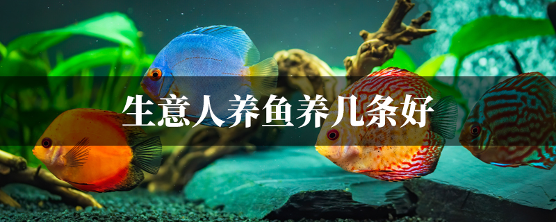 生意人养鱼养几条好最招财