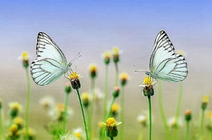 2020年二月廿三适合迁坟吗,迁坟风水禁忌解析！(图文)