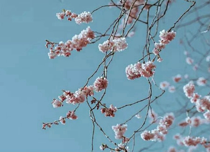 2020年二月十五妇女节出生属鼠男孩命运如何,是什么星座？(图文)