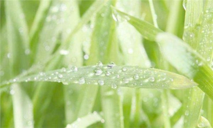 2020年雨水后一天日子适合动土吗,雨水节气为啥回娘家？(图文)