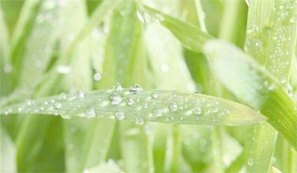 2020年鼠年雨水节气出生的女孩命好吗,整体运势如何？(图文)