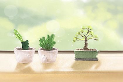 旺财运的植物 仙人掌仙人球(图文)
