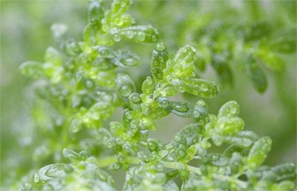 2020年雨水节气能不能回娘家,雨水节气下雨有何说法?(图文)