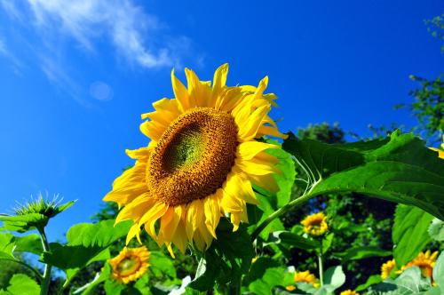 立春活动·句芒神是指什么意思 芒神有什么寓意？(图文)