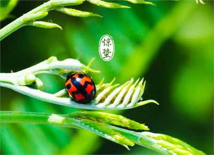 2020年惊蛰后一天二月十三适合安床吗,2020惊蛰几月几号？(图文)