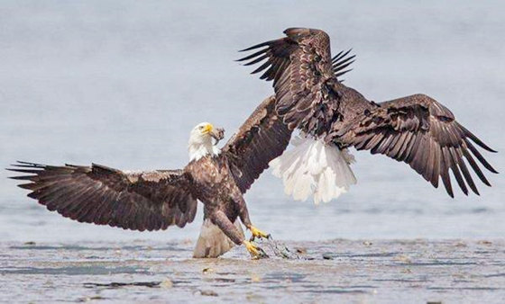 女命走枭神运好不好 女命走枭神运好不好