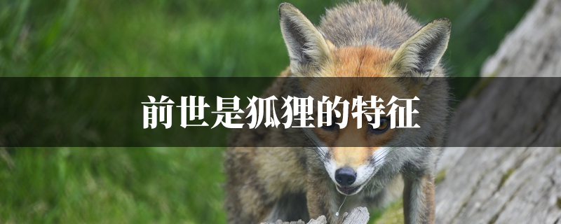 前世是狐狸的特征