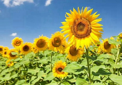 2020年二月十五妇女节出生女孩是八字喜土命局吗？(图文)