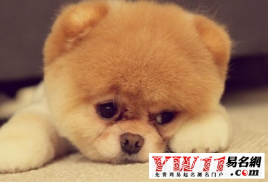 宠物店起名,宠物店名字大全