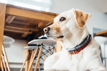 简洁宠物店名字高端