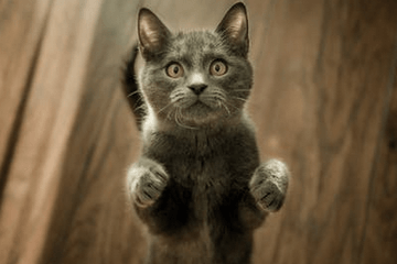 简洁宠物店名字高端