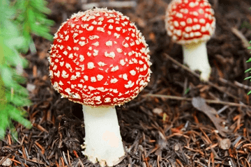 姓裴的小清新女孩名字