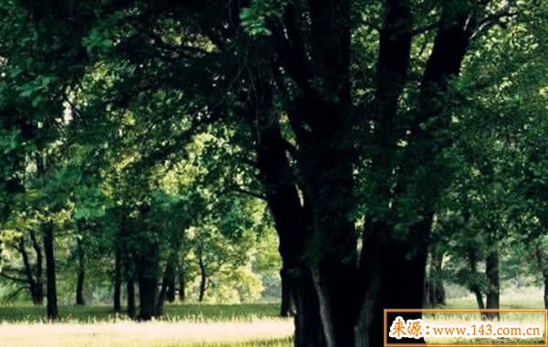 大林木命好吗 大林木命好吗