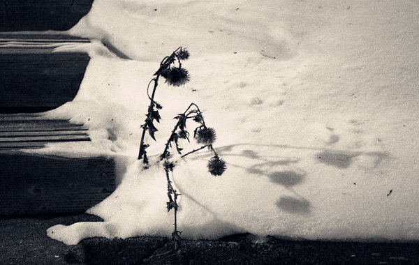 不能当官的八字 不能当官的八字