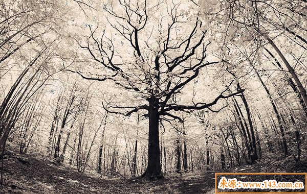 大林木命好吗 大林木命好吗