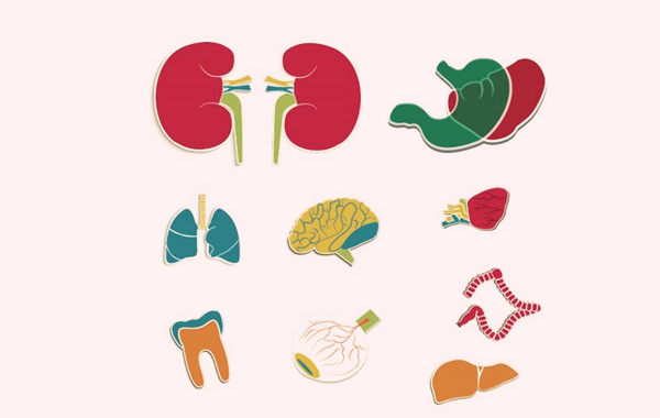 八字表示人体器官