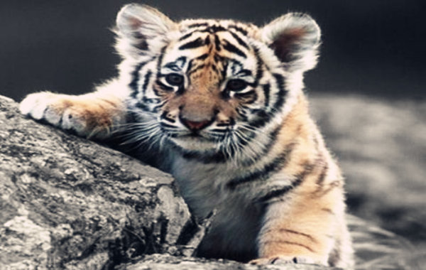 属虎的女人命硬 属虎的女人命硬