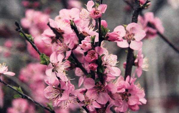 八字桃花神煞