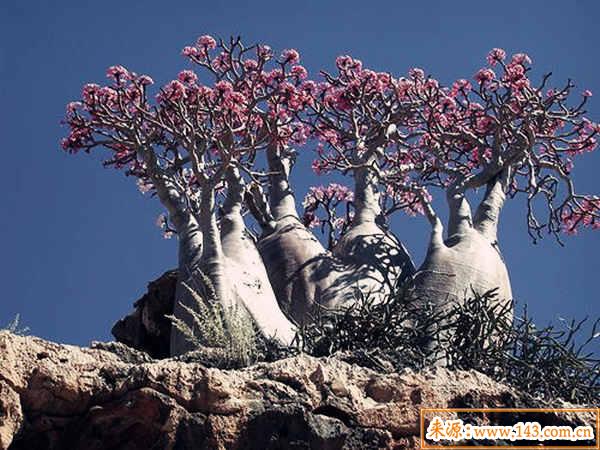 己土生于各月详解