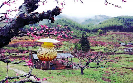 八字看烂桃花