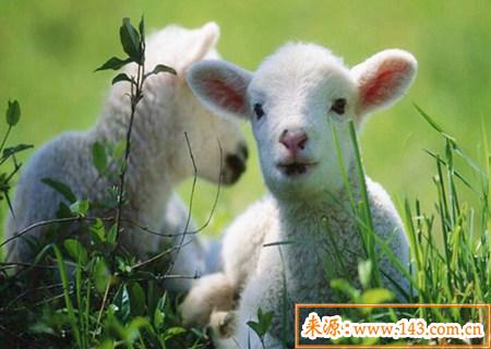 1979年出生的人是什麽命