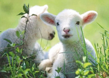 2020年属羊的人财运如何