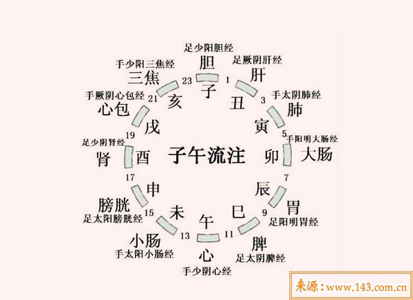 十二地支与人体