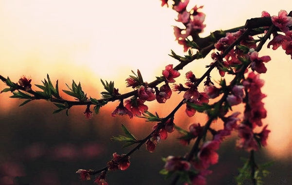 八字桃花神煞