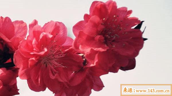 红艳桃花的查法