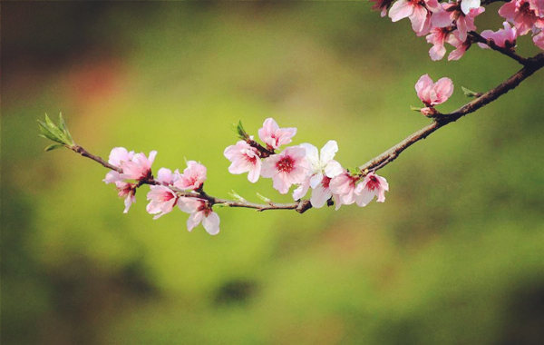 桃花极旺的八字