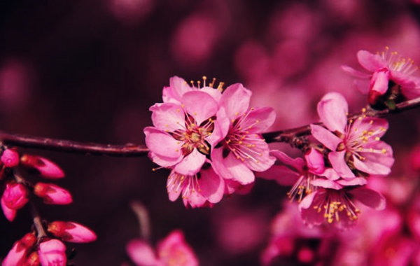 八字看你命带哪种桃花