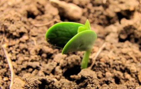 戌土与十二地支的关系 戌土与十二地支的关系