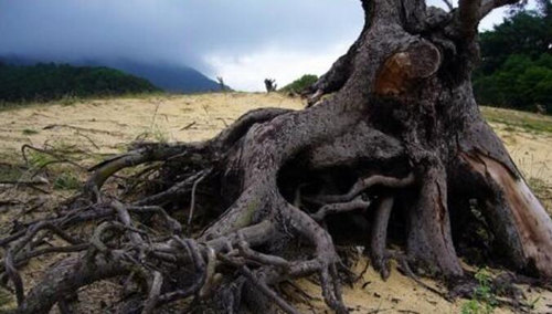 饿木命忌什麽颜色