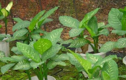 适合种植物的八字