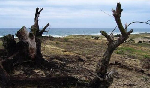 饿木命忌什麽颜色