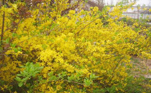 五行木多的女人命好吗