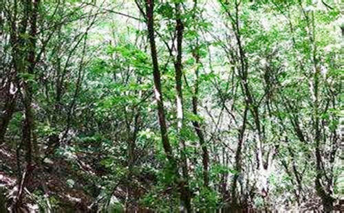 五行属木的人缺什麽 五行属木的人缺什麽