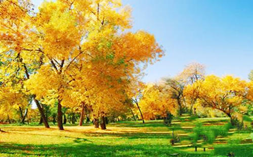 五行属木的人缺什麽 五行属木的人缺什麽