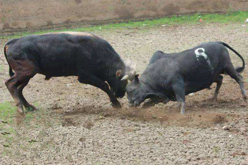 地支六冲关系吉凶详解 地支六冲关系吉凶详解