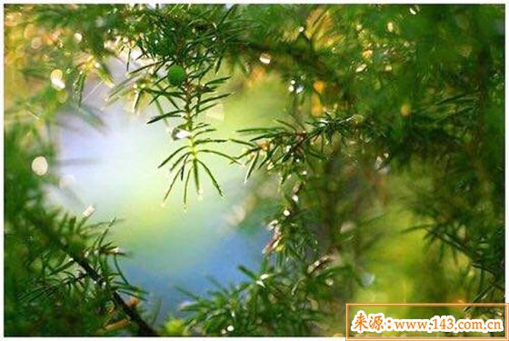 八字五行木旺缺金的人怎麽办 八字五行木旺缺金的人怎麽办